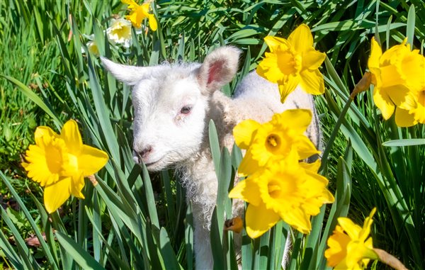 Lamb Newton Grange